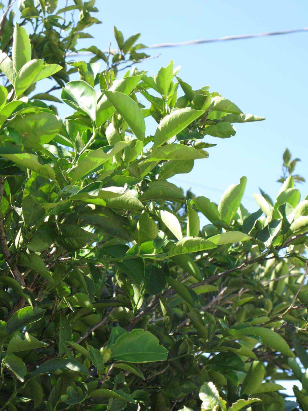              Sun leaves (Winter Haven, FL)       